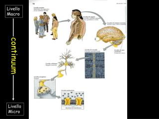 Livelli di analisi in neuropsicologia