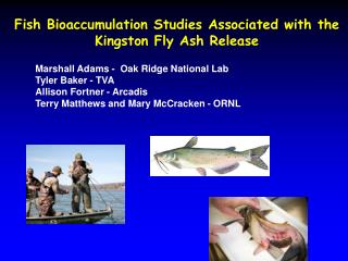 Fish Bioaccumulation Studies Associated with the Kingston Fly Ash Release