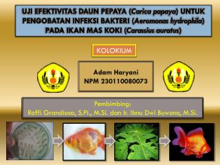 KOLOKIUM