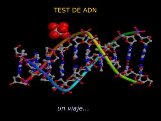 TEST DE ADN