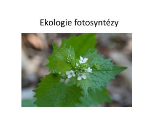 Ekologie fotosyntézy