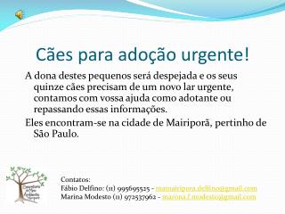 Cães para adoção urgente!