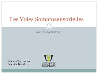 Les Voies Somatosensorielles