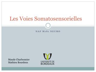 Les Voies Somatosensorielles