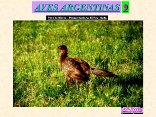 AVES ARGENTINAS