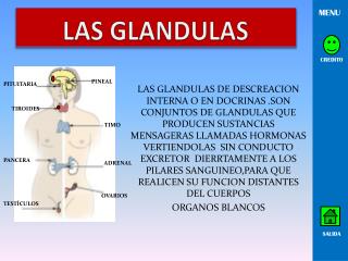 LAS GLANDULAS