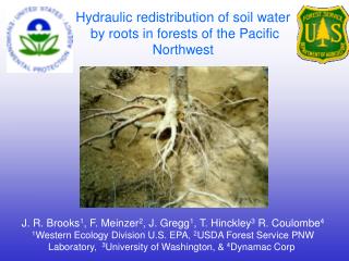 Hydraulic redistribution of soil water by roots in forests of the Pacific Northwest