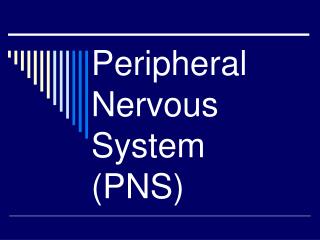 Peripheral Nervous System (PNS)