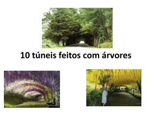 10 túneis feitos com árvores