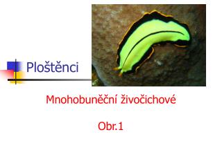 Ploštěnci