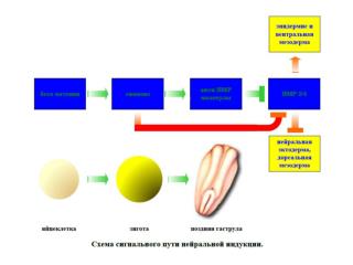 Анти-ВМР молекулы, индуцирующие образование первичного зачатка центральной нервной системы