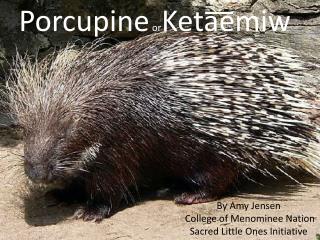 Porcupine or Keta ͞͞ emiw