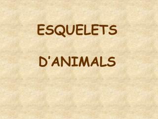ESQUELETS D’ANIMALS
