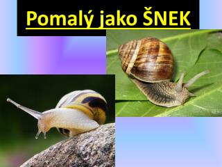 Pomalý jako ŠNEK