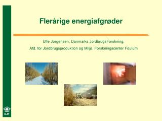 Flerårige energiafgrøder