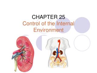 CHAPTER 25 Control of the Internal Environment