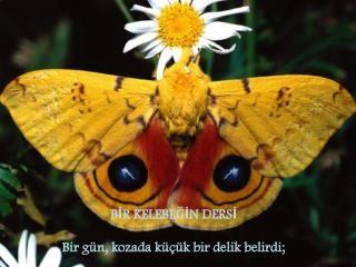 BİR KELEBEĞİN DERSİ Bir gün, kozada küçük bir delik belirdi;