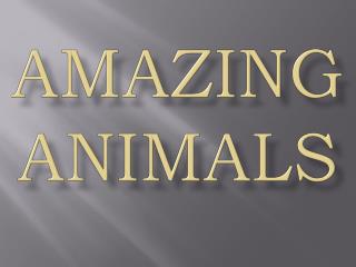 AMAZING ANIMALS