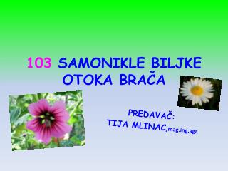 103 SAMONIKLE BILJKE OTOKA BRAČA