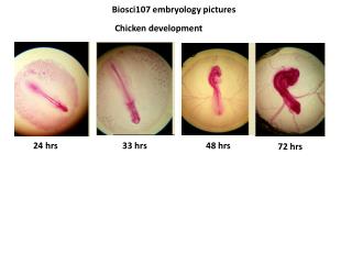 Biosci107 embryology pictures