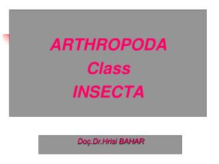ARTHROPODA Class INSECTA