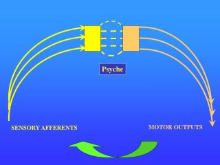 SENSORY AFFERENTS