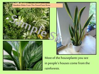 Most of the houseplants you see in people’s houses come from the rainforests.