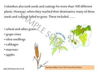 wheat and other grains grape vines olive seedlings cabbages marrows apples