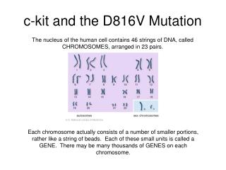 c-kit and the D816V Mutation