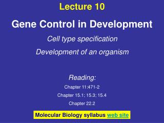 Lecture 10 Gene Control in Development Cell type specification Development of an organism Reading:
