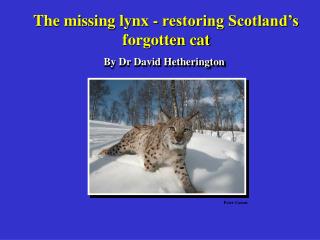 The missing lynx - restoring Scotland’s forgotten cat
