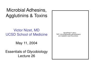Microbial Adhesins, Agglutinins &amp; Toxins