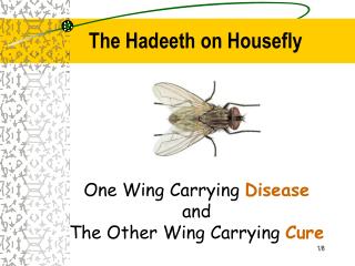 The Hadeeth on Housefly