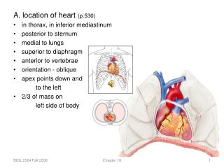 A. location of heart (p.530) in thorax, in inferior mediastinum posterior to sternum