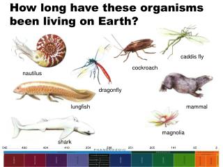 How long have these organisms been living on Earth?