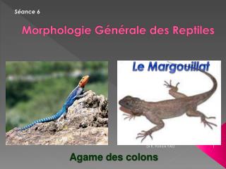 Morphologie Générale des Reptiles