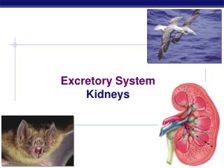 Excretory System Kidneys