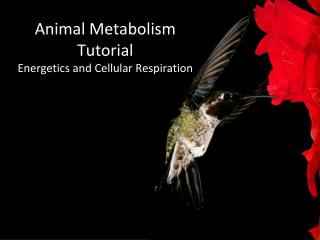 Animal Metabolism Tutorial Energetics and Cellular Respiration