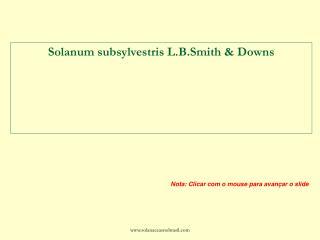 Solanum subsylvestris L.B.Smith &amp; Downs