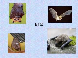 Bats