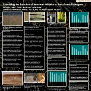 Assessing the Reaction of American Wildrice to Inoculated Pathogens.