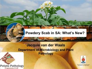 Powdery Scab in SA: What’s New?