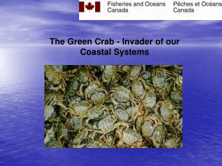 The Green Crab - Invader of our Coastal Systems