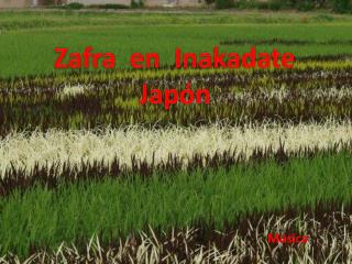 Zafra en Inakadate Japón
