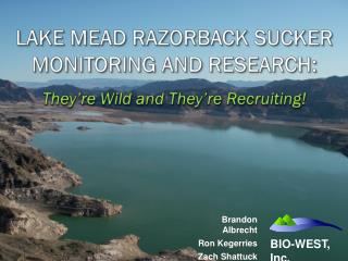 LAKE MEAD RAZORBACK SUCKER MONITORING AND RESEARCH: They’re Wild and They’re Recruiting!