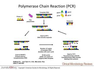 Polymerase Chain Reaction (PCR)