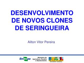 DESENVOLVIMENTO DE NOVOS CLONES DE SERINGUEIRA