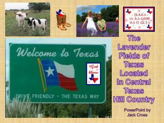 The Lavender Fields of Texas Located In Central Texas Hill Country