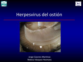 Herpesvirus del ostión