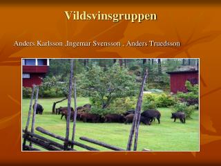 Vildsvinsgruppen